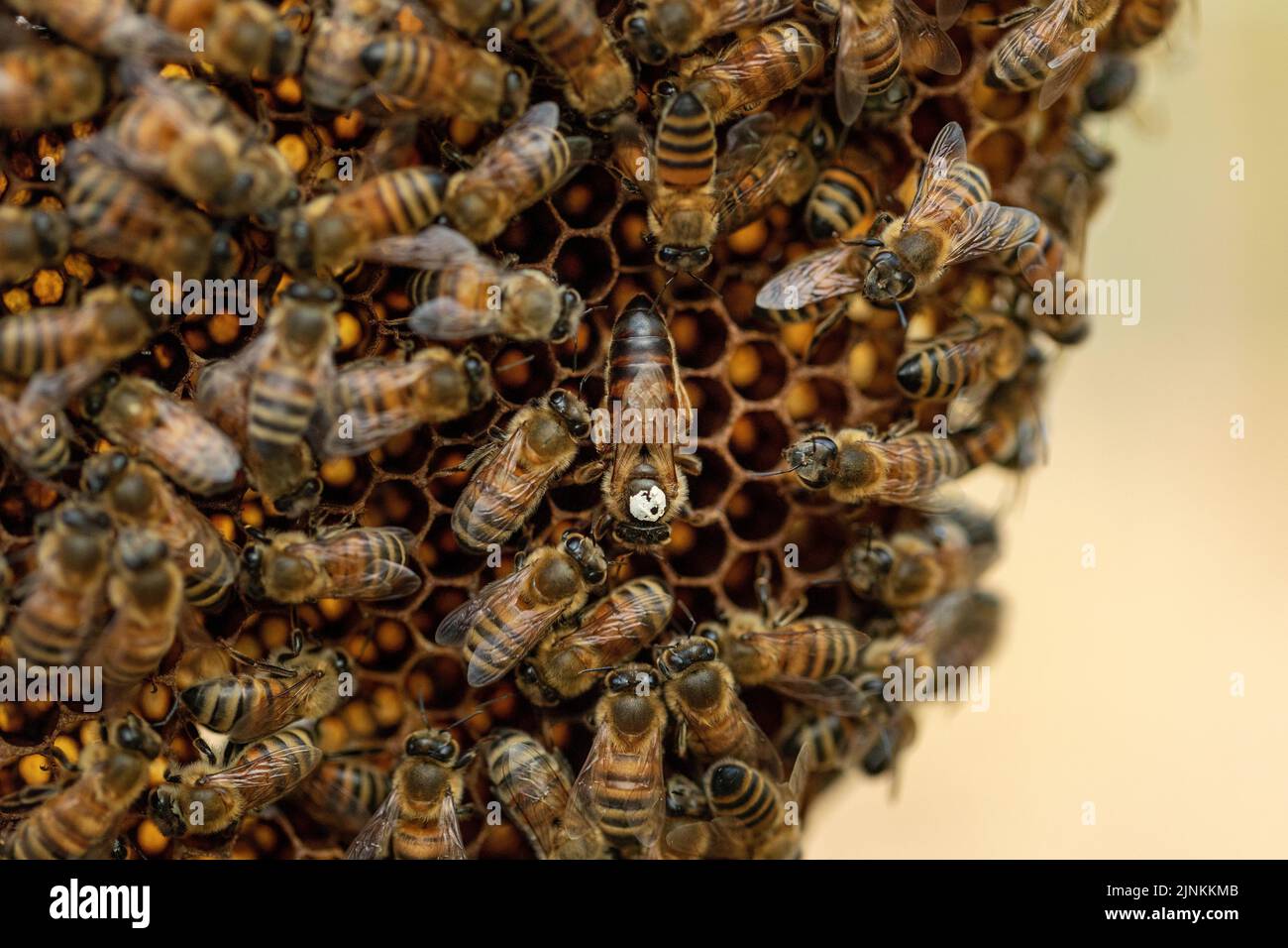 A bee queen with a withe identification spot among her bee colony on a natural  honeycomb. Stock Photo