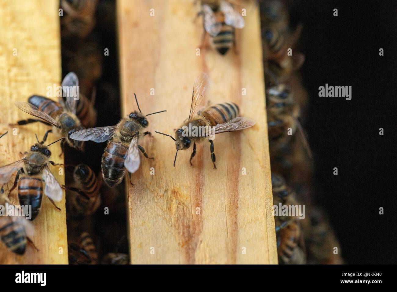 Macro close up of a bee on the wooden part of the beehive among the bee colony. Stock Photo