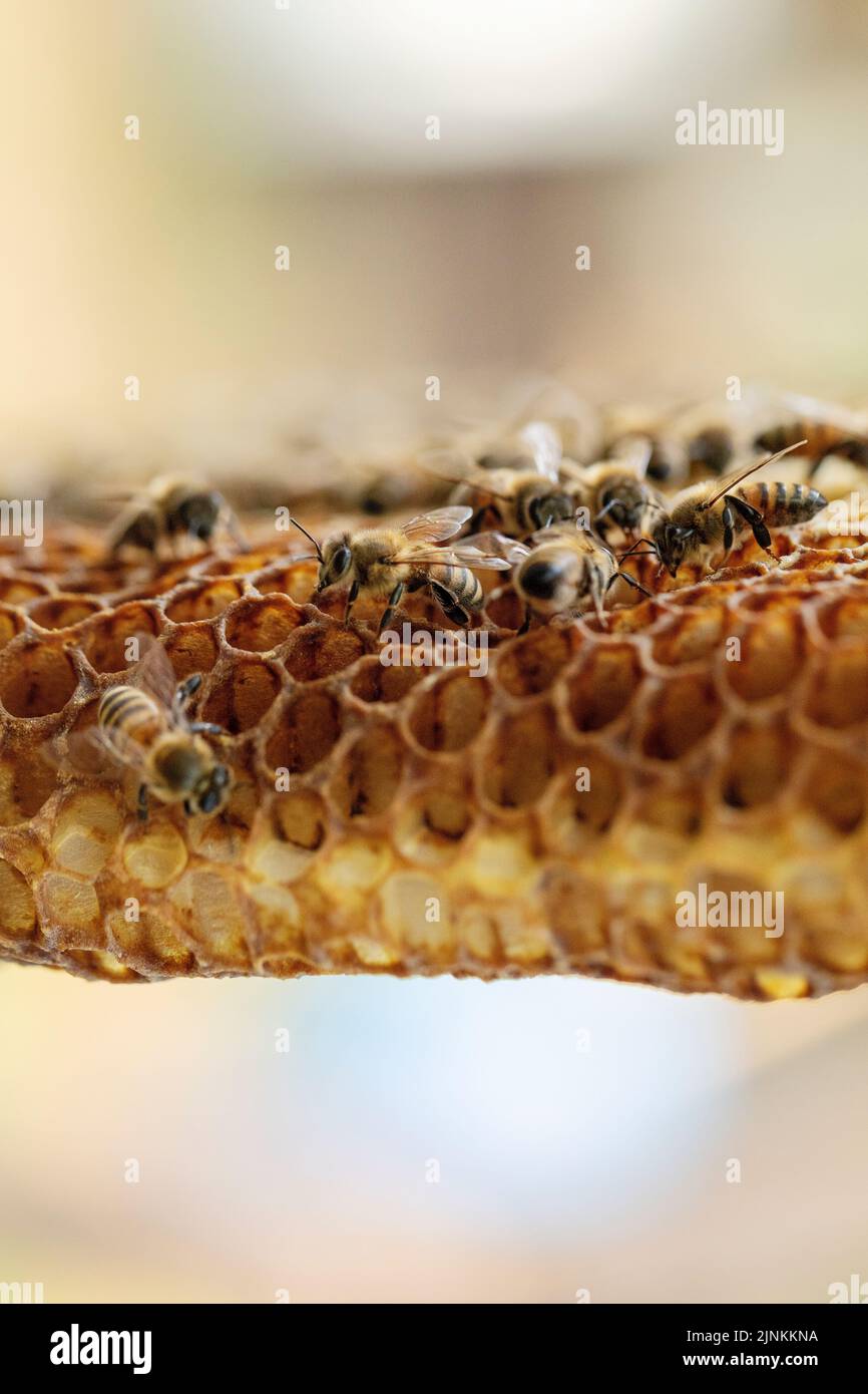 A bee colony on natural honeycomb. Stock Photo