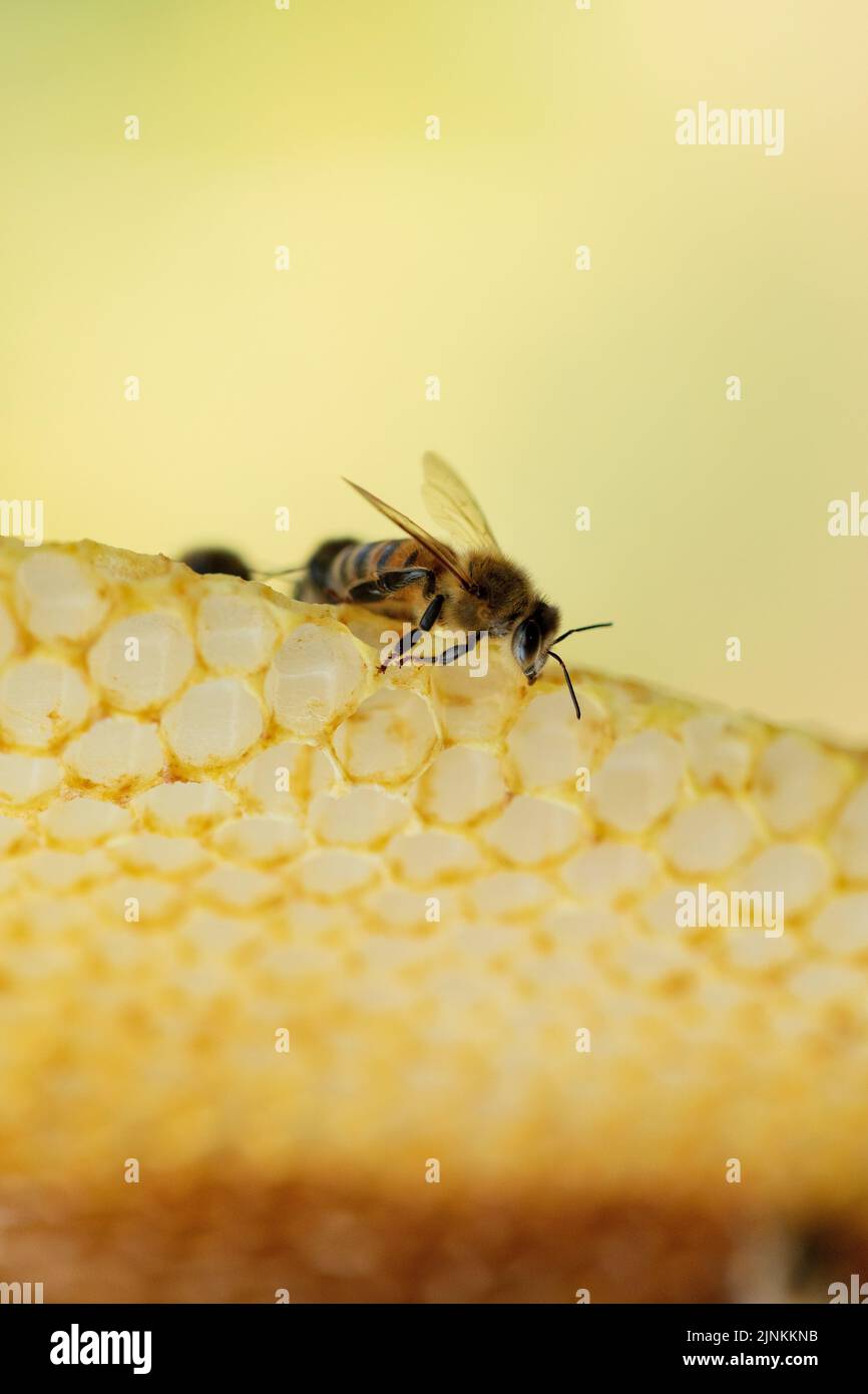 Macro close up of a bee on natural honeycomb. Stock Photo