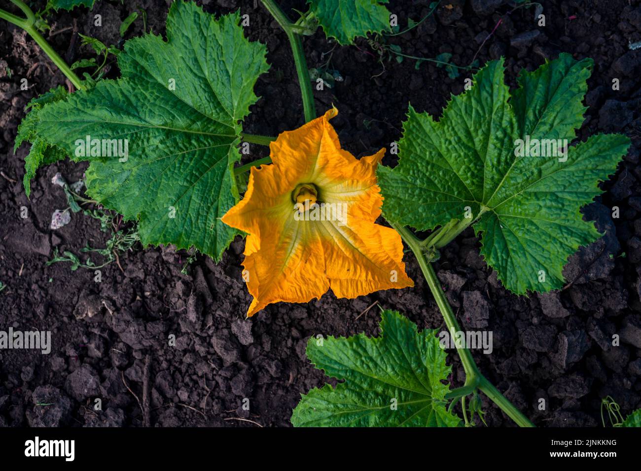 Beautiful yellow pumpkin flower Squash garden backyard field soil, Zucchini or courgette