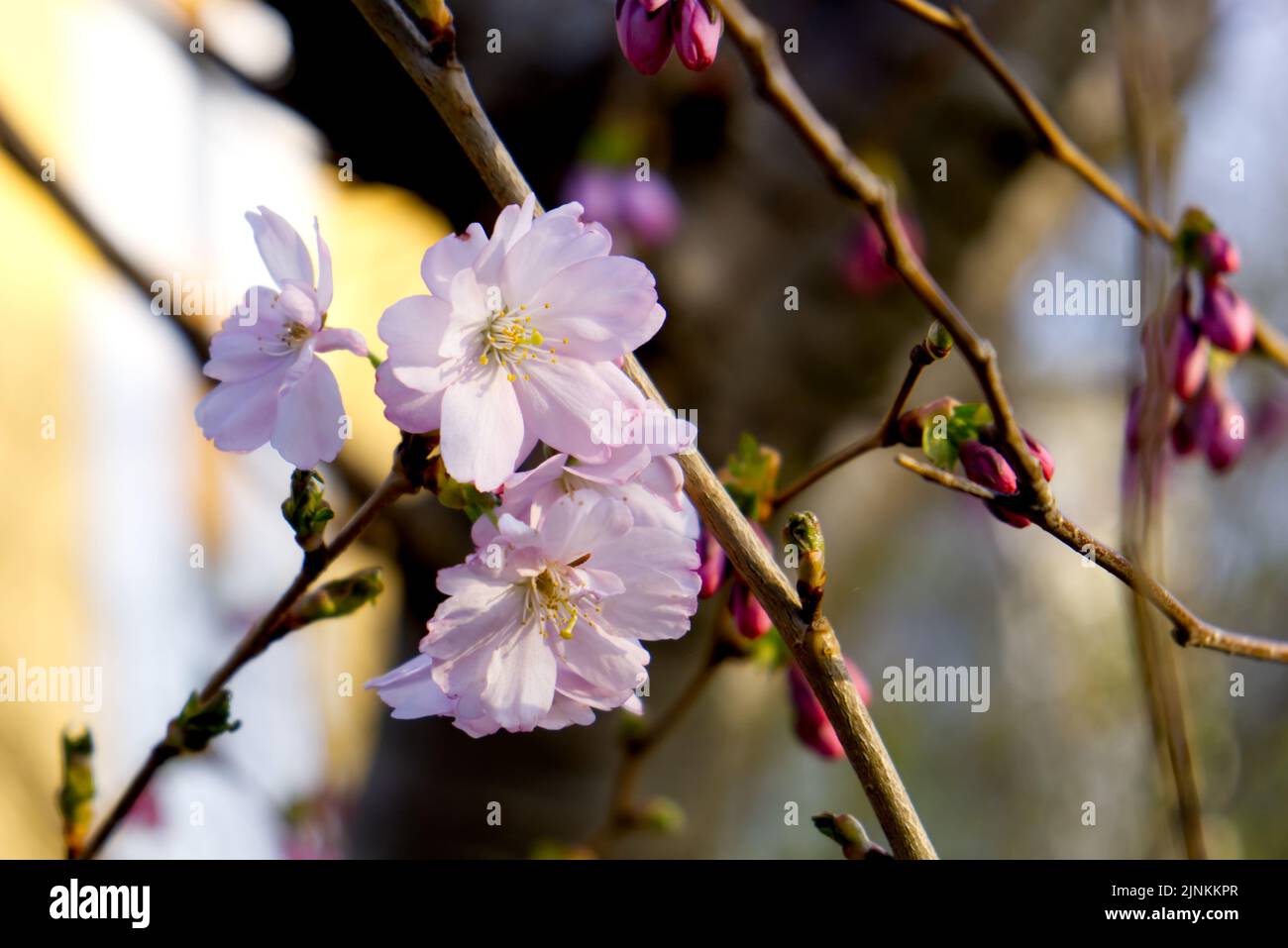A closeup of Prunus subhirtella, the winter-flowering cherry Stock ...