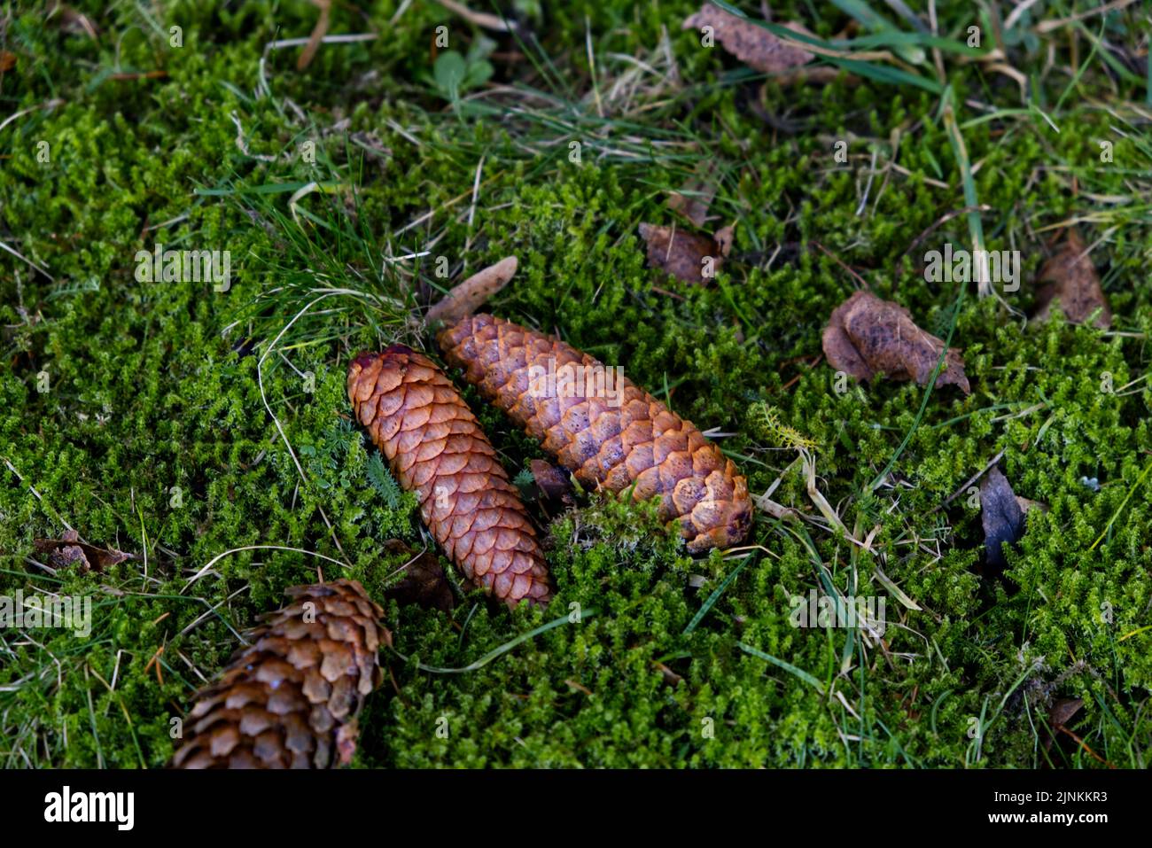 A closeup of Norway spruce cones on green grass. Stock Photo
