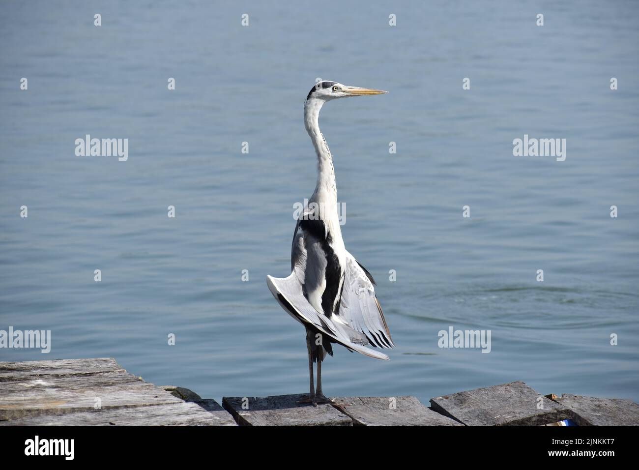 standing heron crane bird Stock Photo Alamy