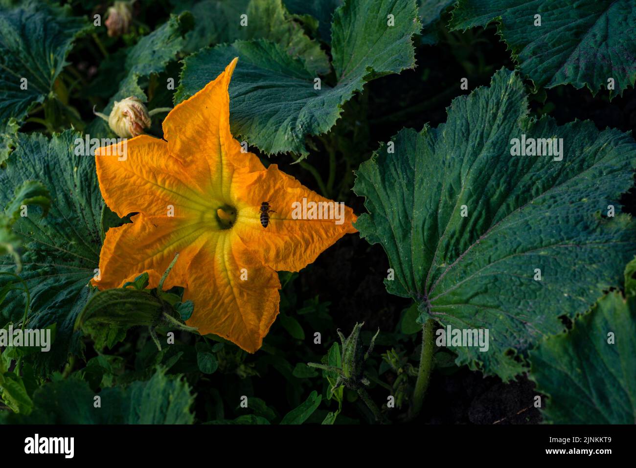 Beautiful yellow pumpkin flower Squash garden backyard field soil, Zucchini or courgette