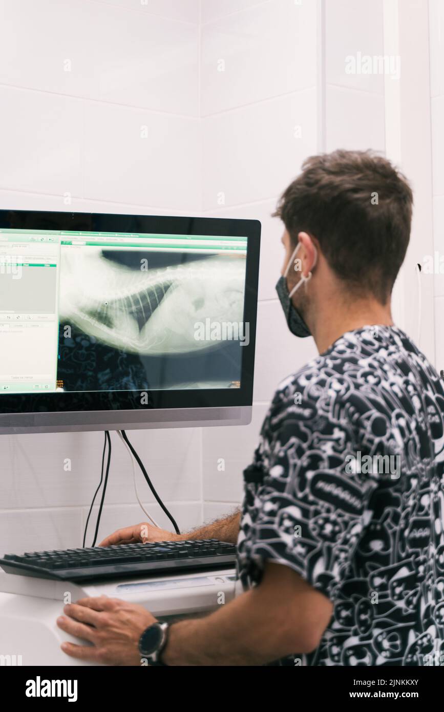 xray image, veterinary medicine, veterinarian, röntgendiagnostik