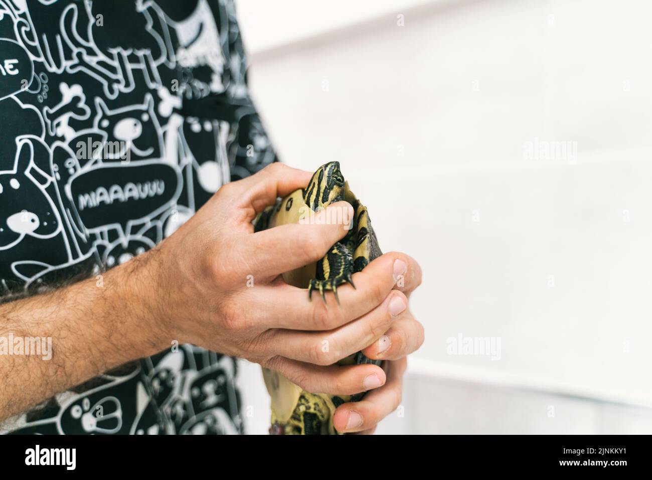 veterinary care for wild turtles Turtle Island