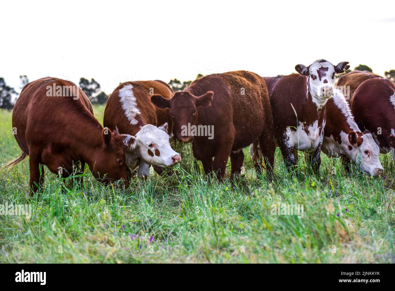 Cows raised with natural pastures, meat production in the Argentine ...