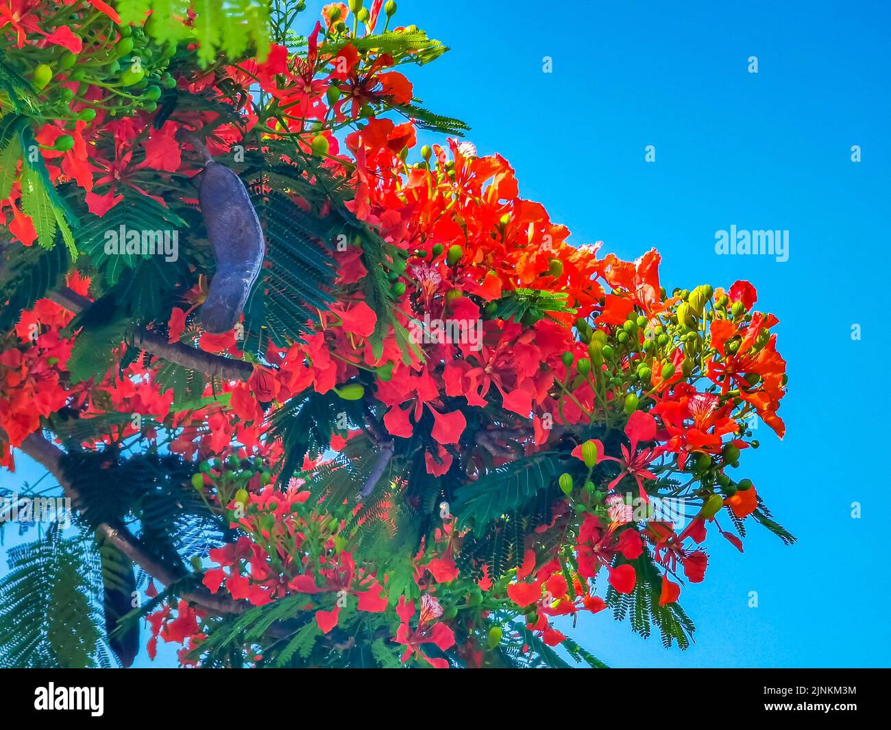 Flamboyant or Delonix Regia red flowers closeup. Beautiful tropical ...