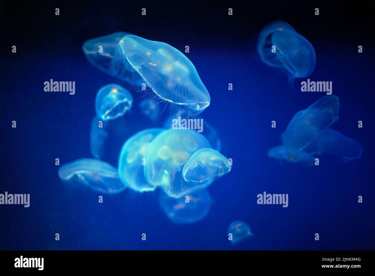 jellyfish, jellyfishs Stock Photo