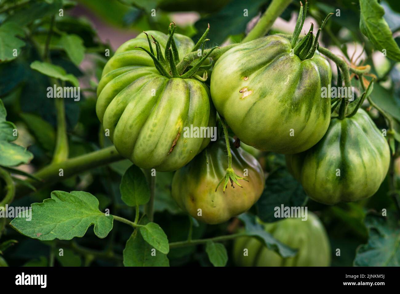 Tomato plants in greenhouse Green tomatoes plantation. Organic farming, young tomato cluster plants growth in greenhouse. concept,poster, screensaver, Stock Photo