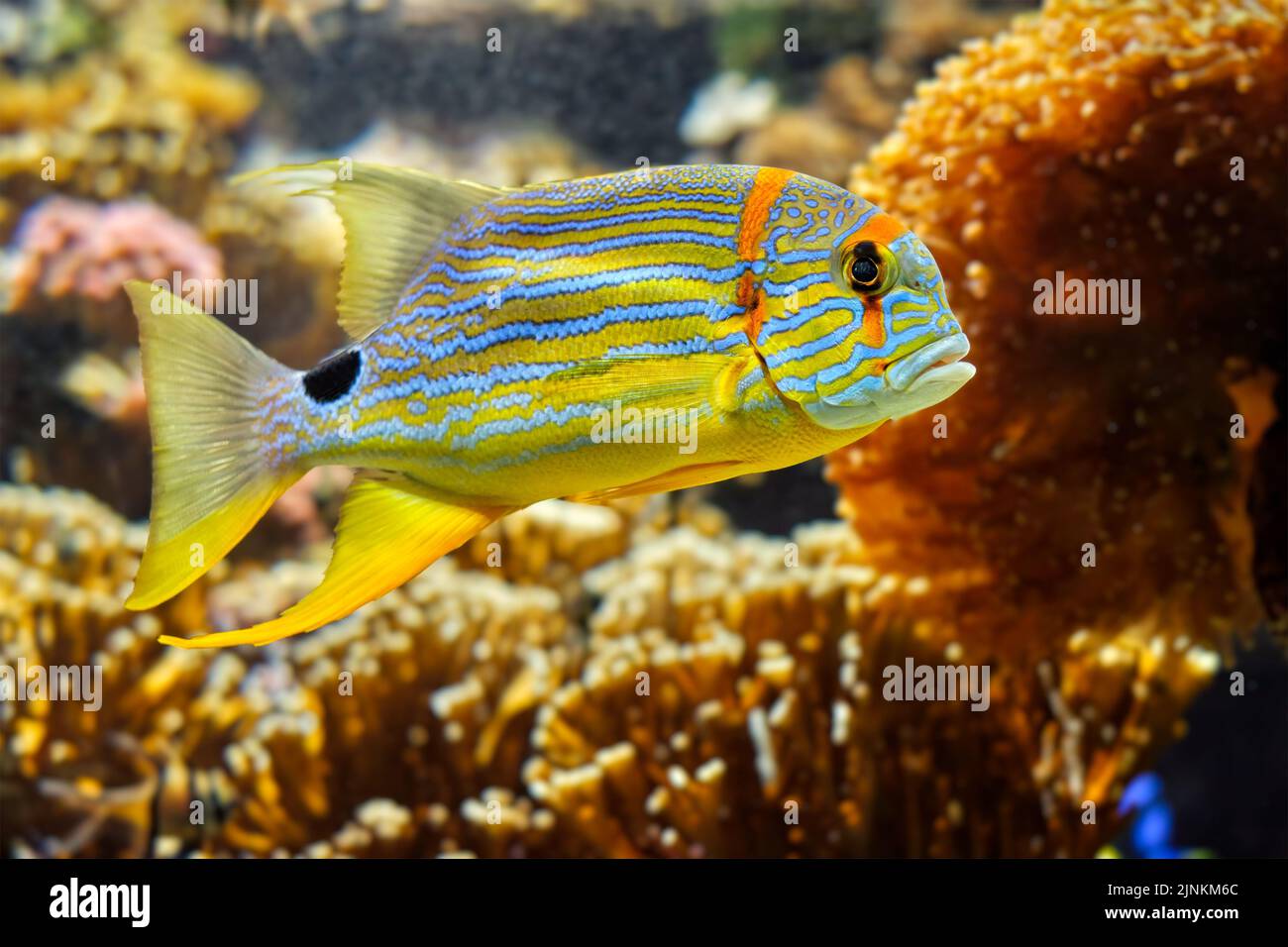 symphorichthys spilurus Stock Photo