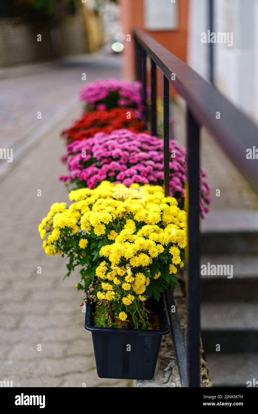 Pots of colorful flowers on the sidewalk of the little alley. Stock Photo