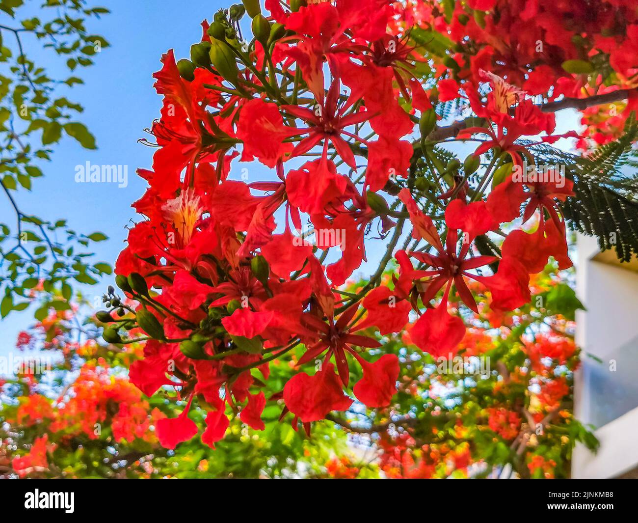 Flamboyant or Delonix Regia red flowers closeup. Beautiful tropical ...