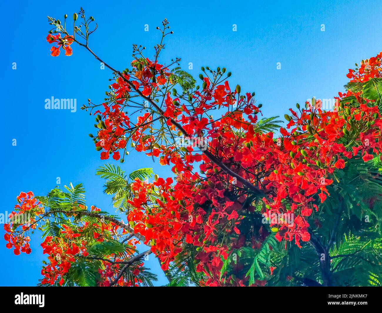 Flamboyant or Delonix Regia red flowers closeup. Beautiful tropical ...