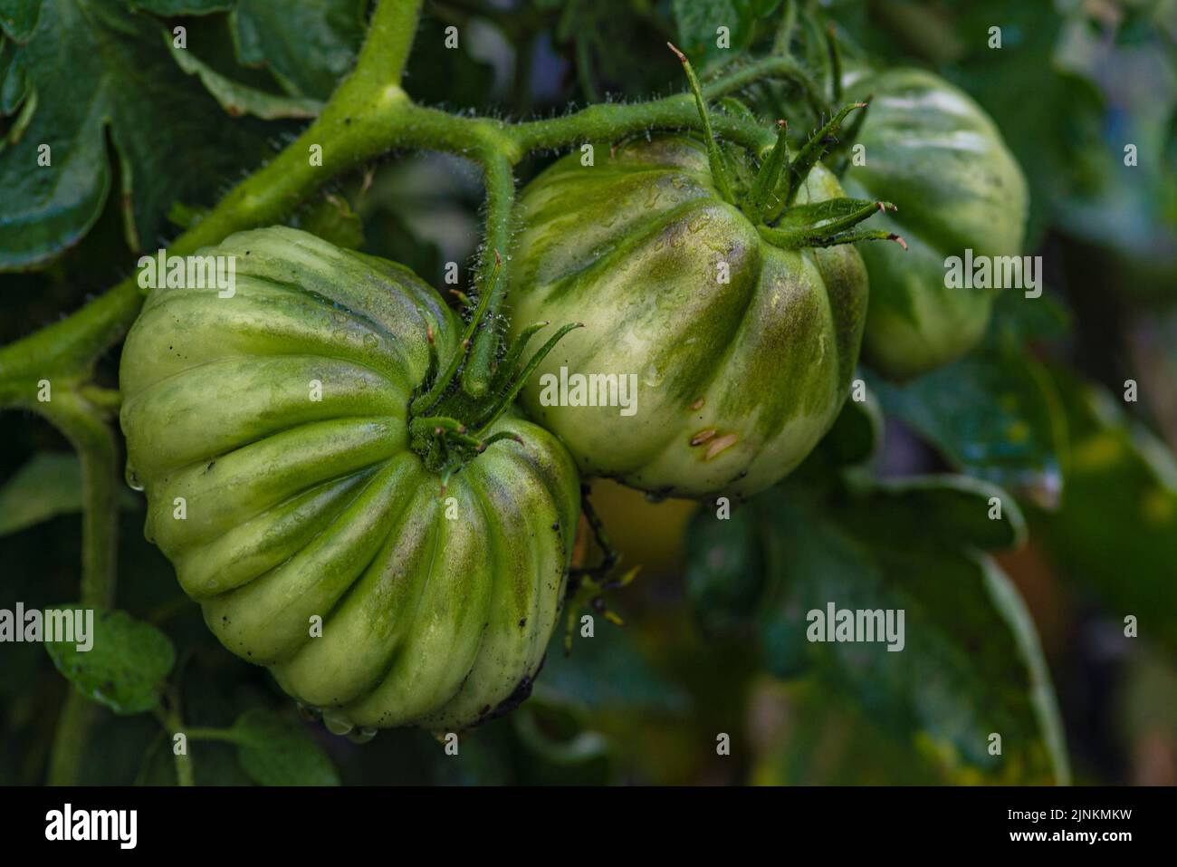 Tomato plants in greenhouse Green tomatoes plantation. Organic farming, young tomato cluster plants growth in greenhouse. concept,poster, screensaver, Stock Photo