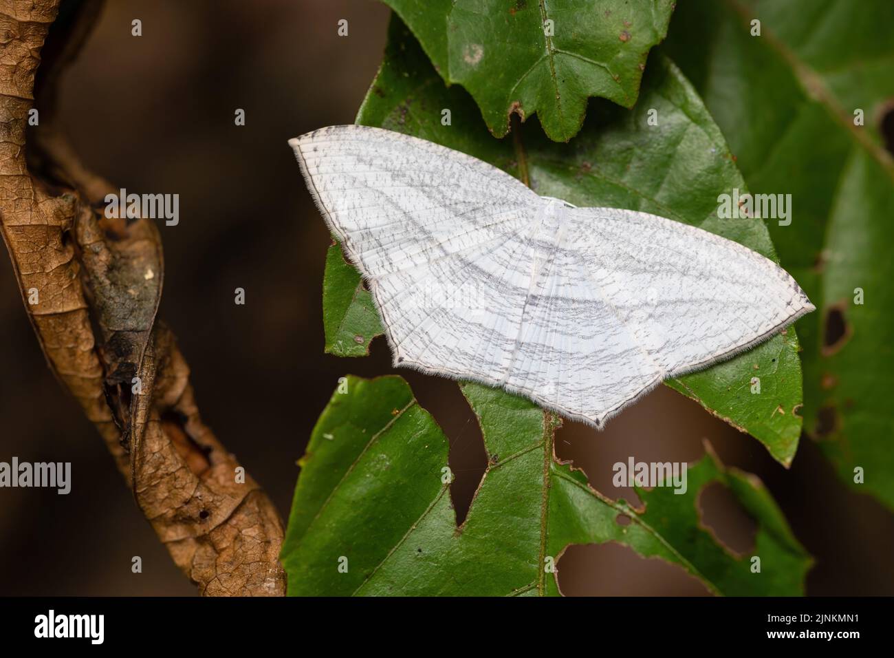 Micronia aculeata moth standing on a tree leaf Stock Photo