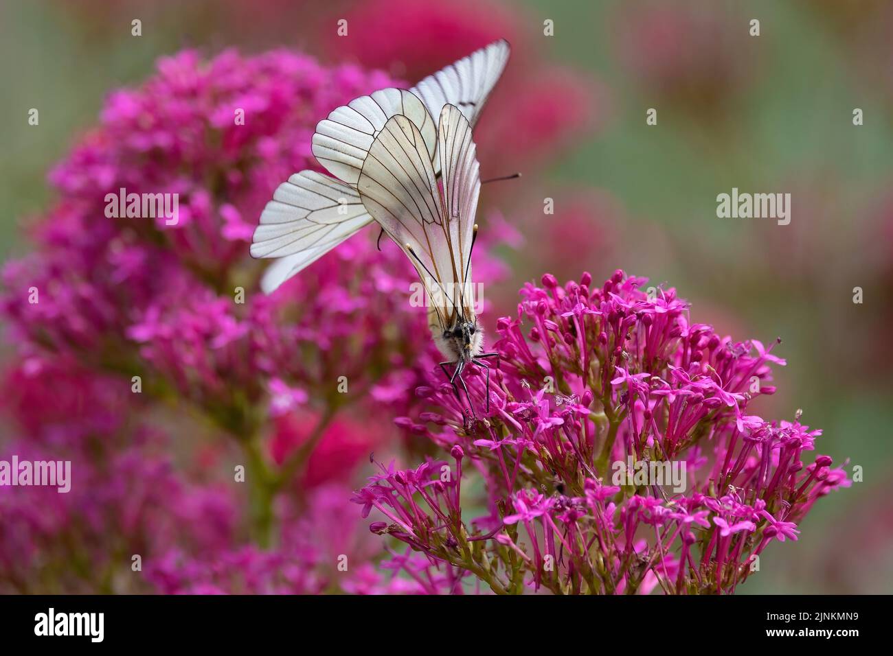 Couple of black-veined white butterfly breeding on a red Valerian flower . Stock Photo