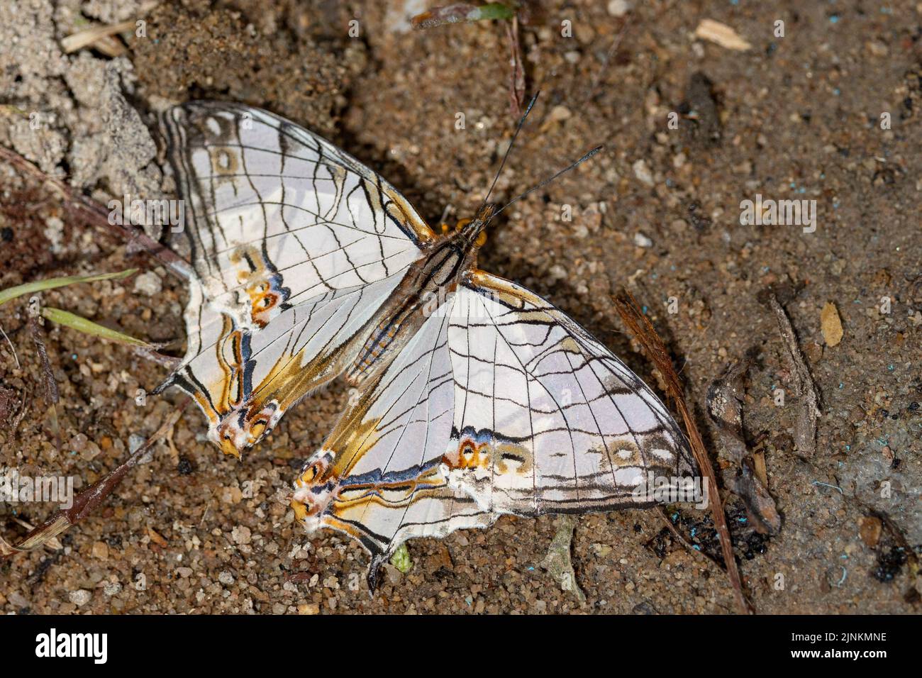 Common Map butterfly ( Cyrestis thyodamas) drinking water on wet soil, Thailand Stock Photo