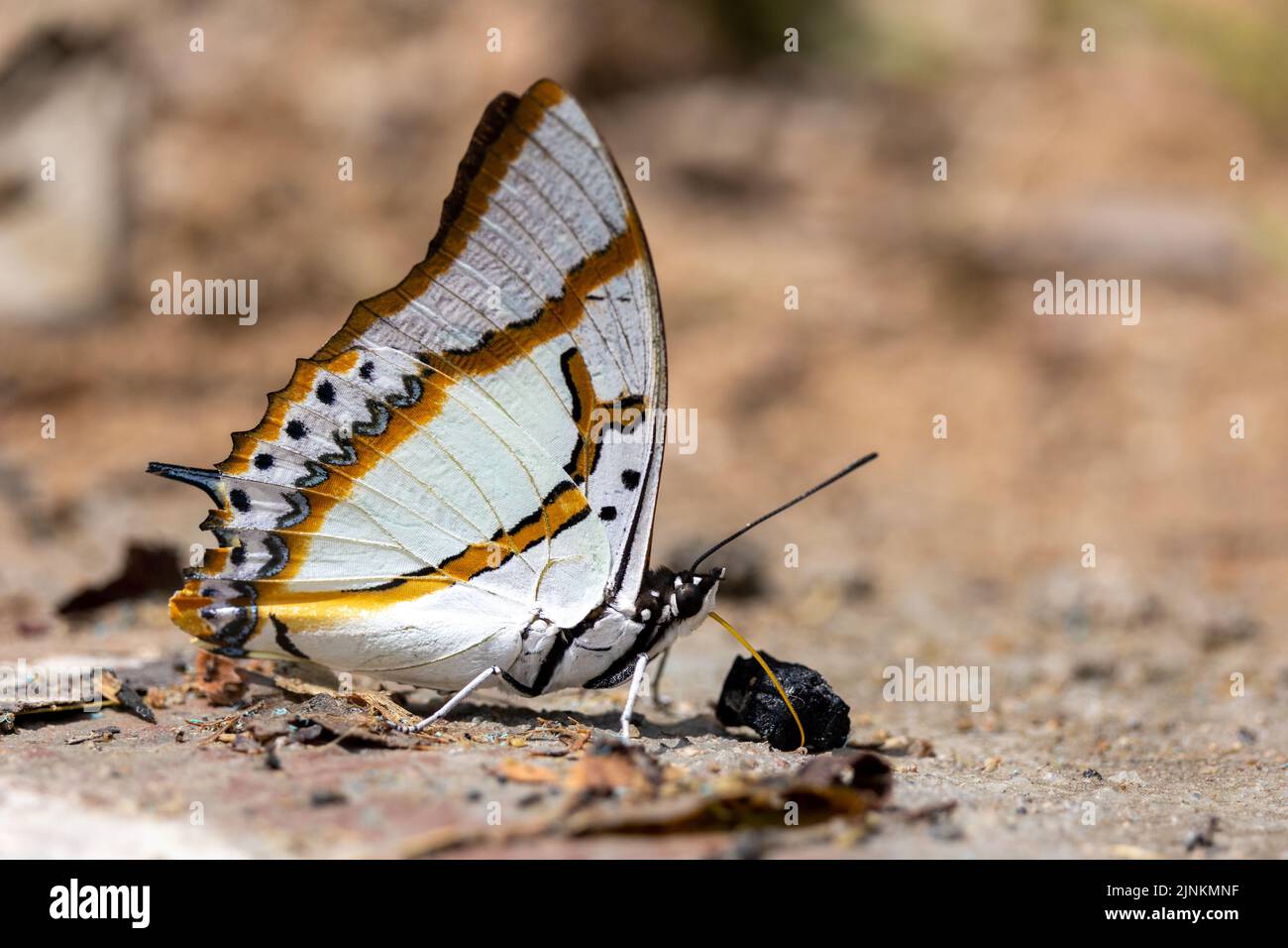 A Shan Nawab butterfly is gathering some water from the wet soil, Thailand Stock Photo
