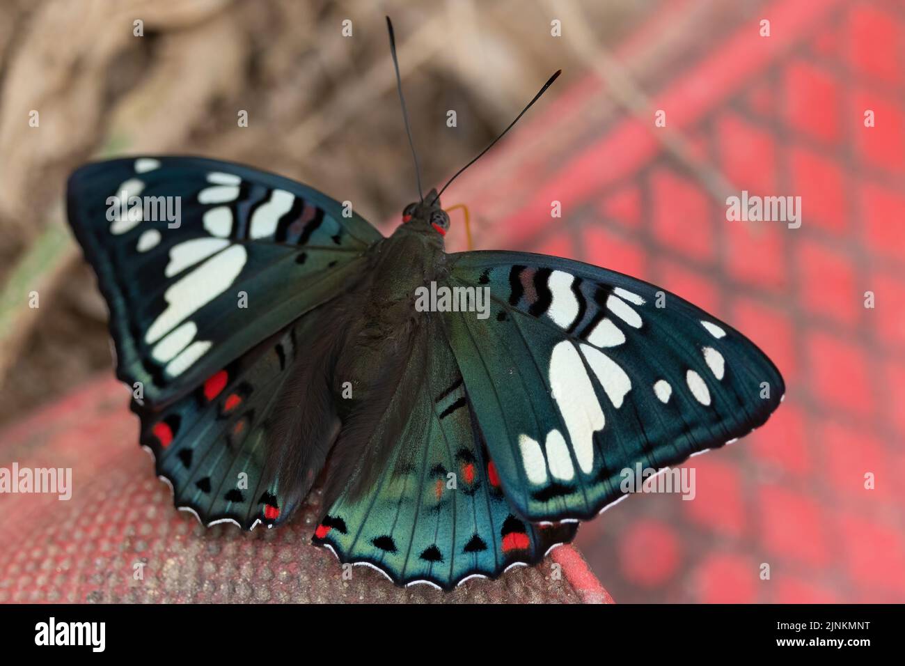 Common Gaudy Baron ( Euthalia lubentina) butterfly standing on red shoes. Stock Photo