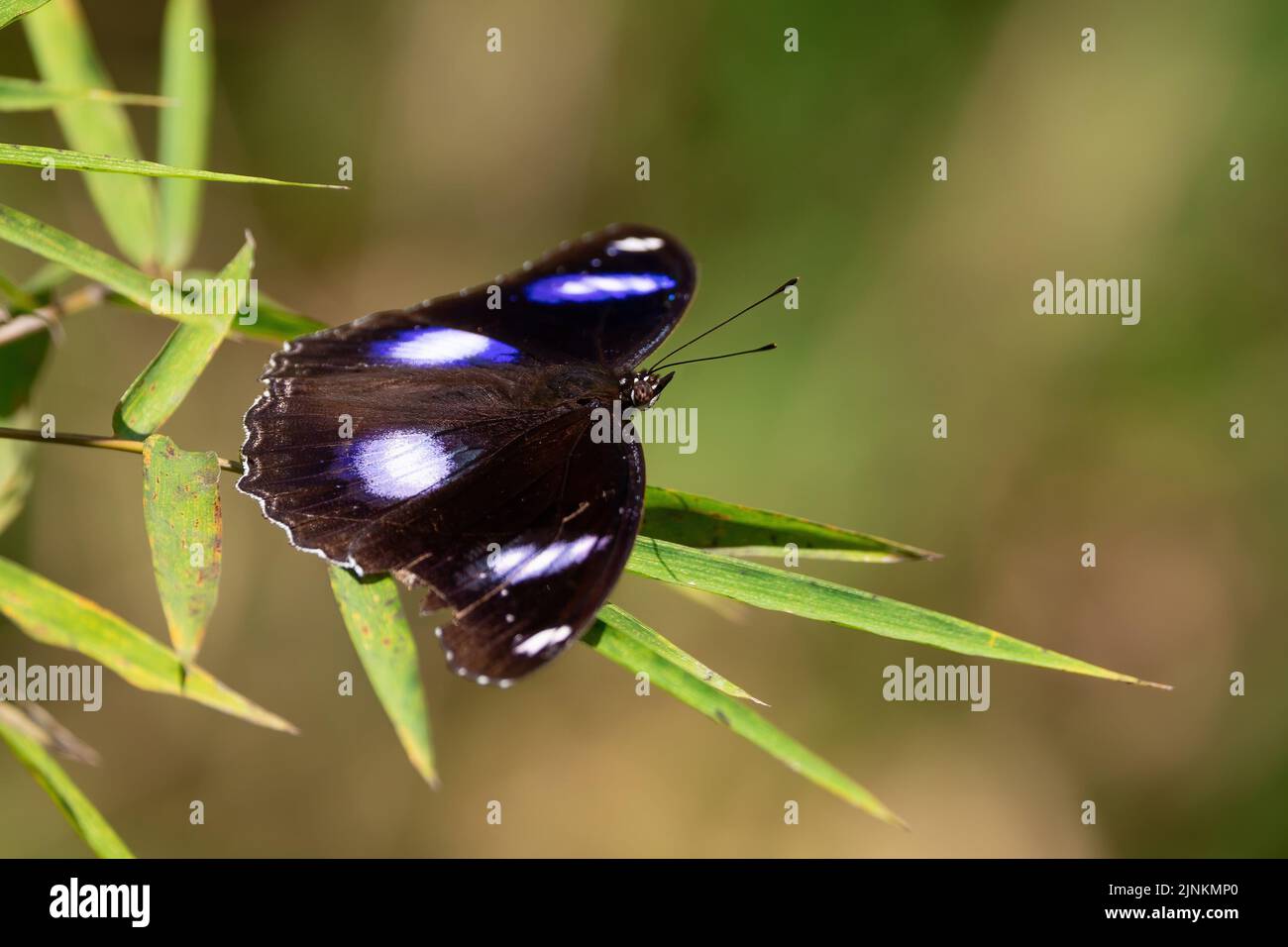 A Great Eggfly butterfly (Hypolimnas bolina) standing on a bamboo leaf. Stock Photo