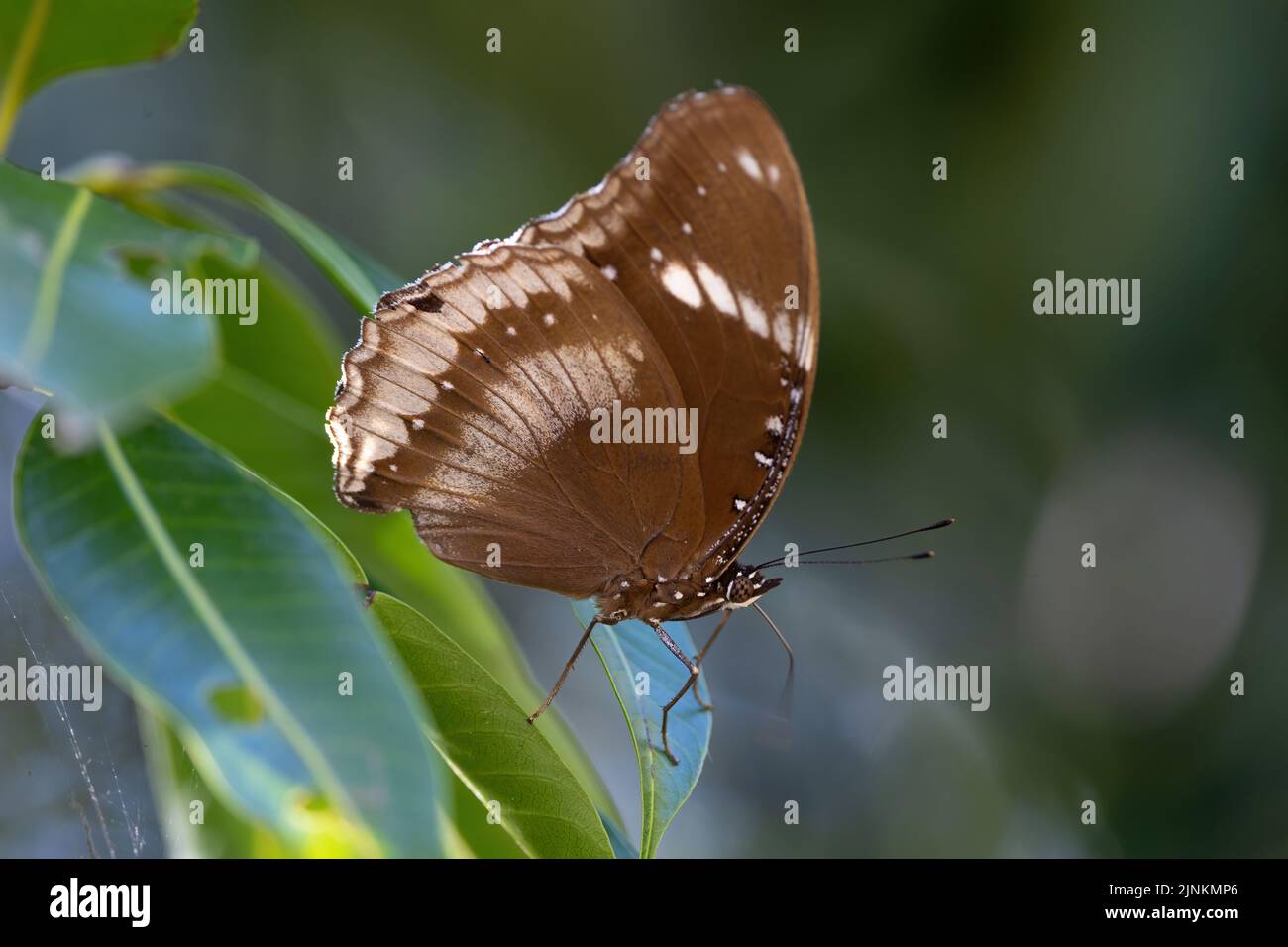 A Great Eggfly butterfly (Hypolimnas bolina) standing on a leaf. Stock Photo