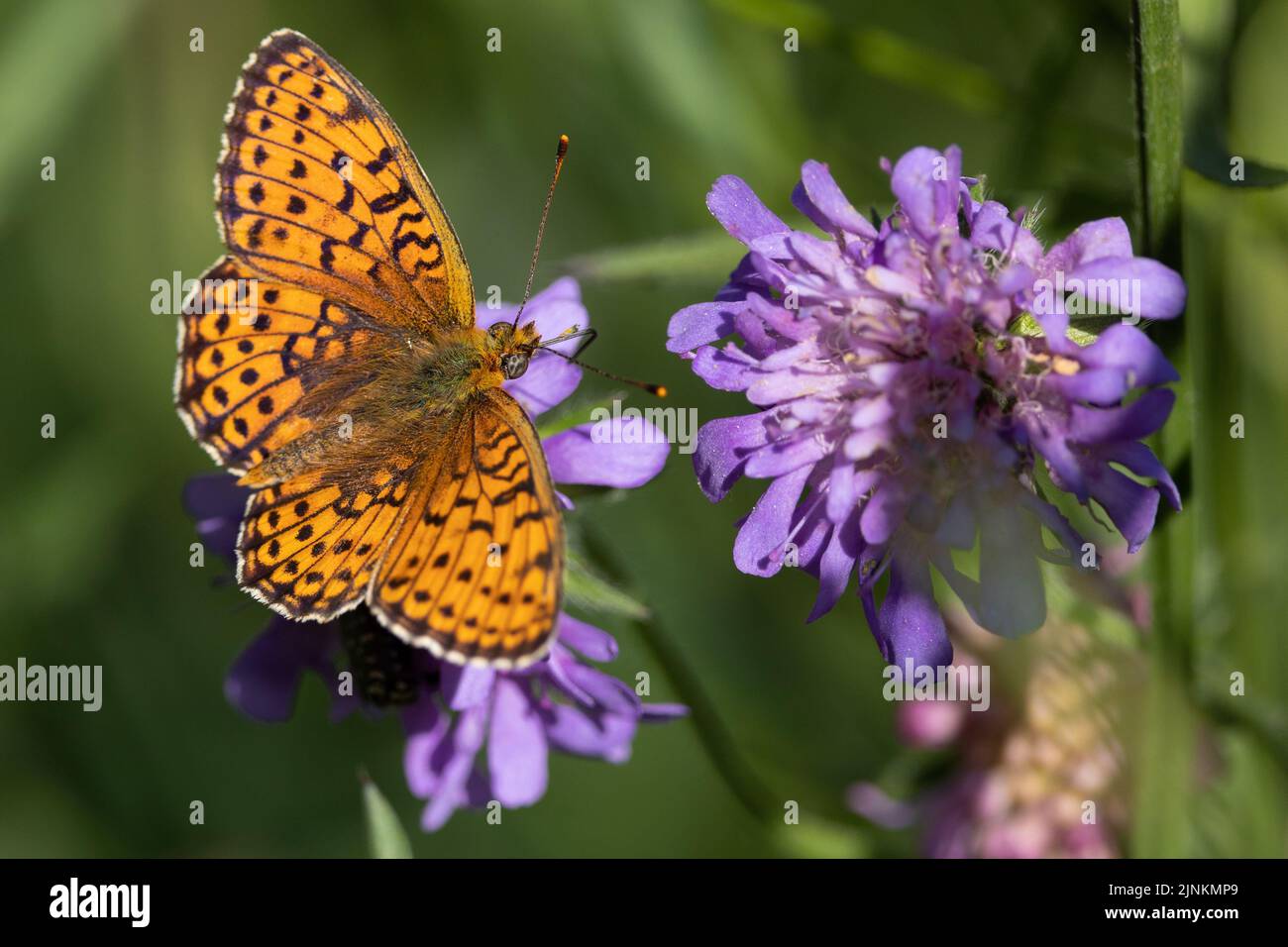 A pearl-bordered fritillary (Boloria euphrosyne) butterfly gathering nectar on wildflowers. Stock Photo