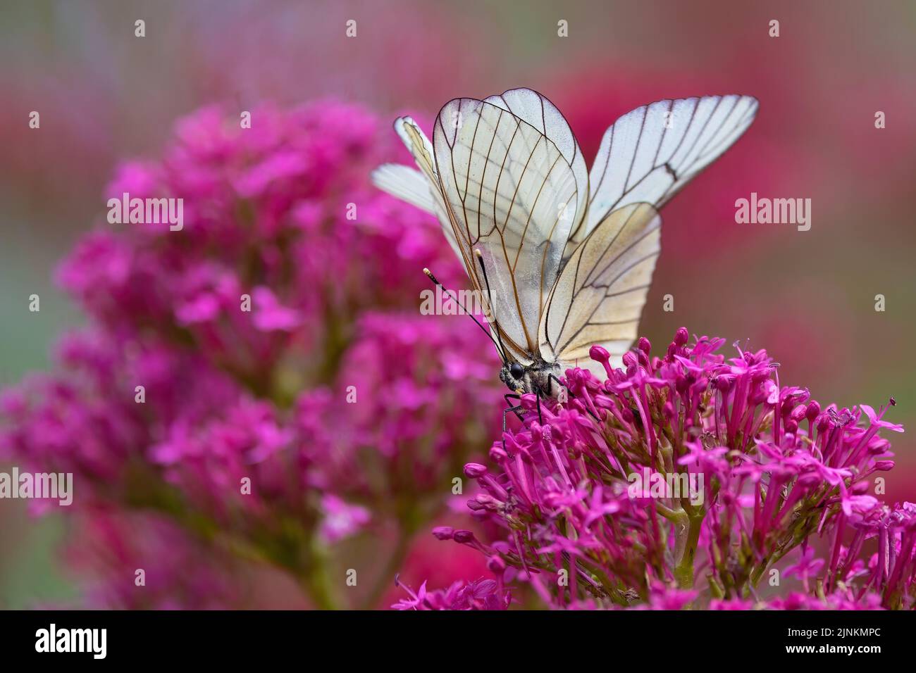 Couple of black-veined white butterfly breeding on a red Valerian flower . Stock Photo