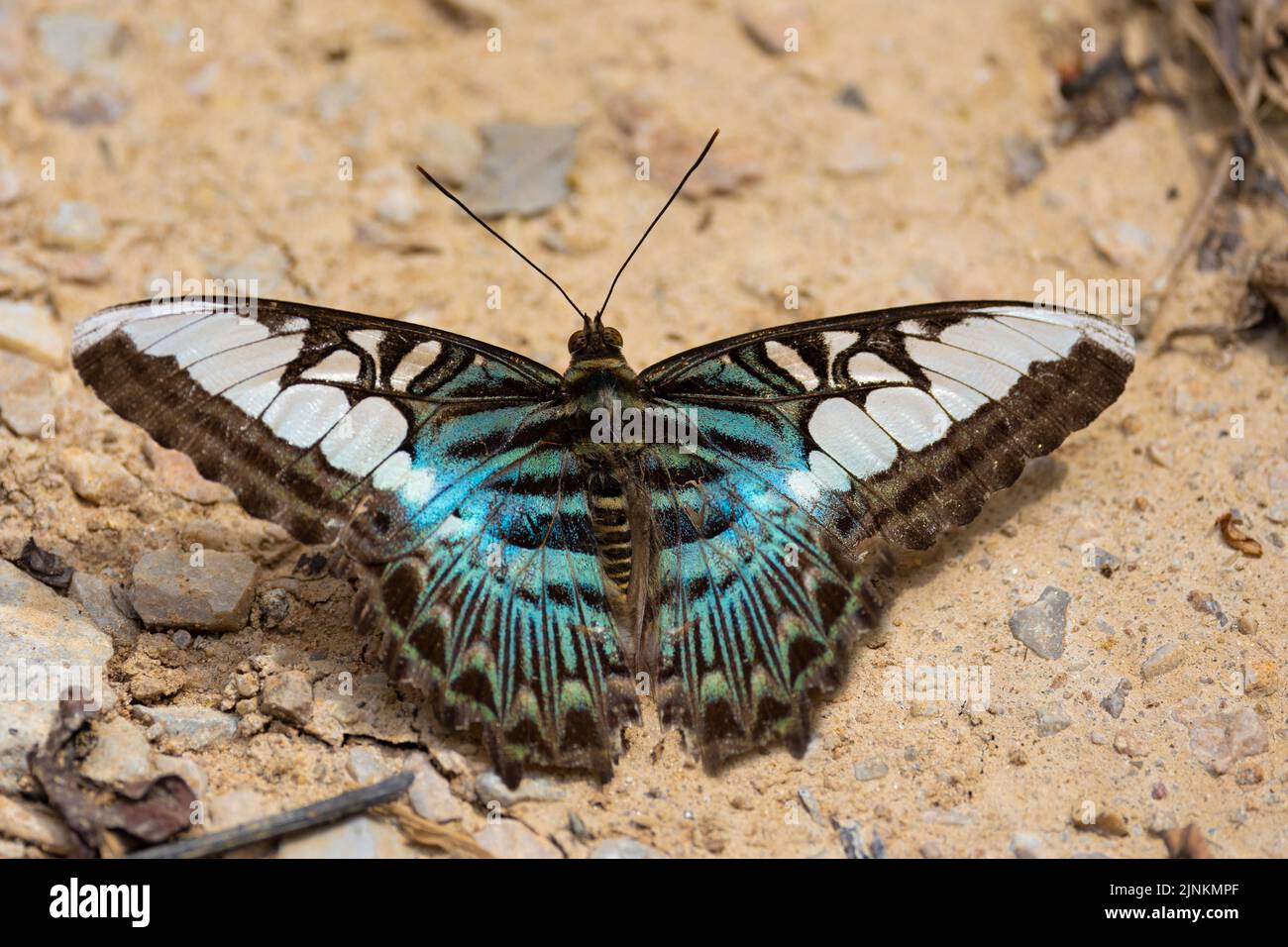 Parthenos sylvia butterfly gathering water on the wet soil. Stock Photo
