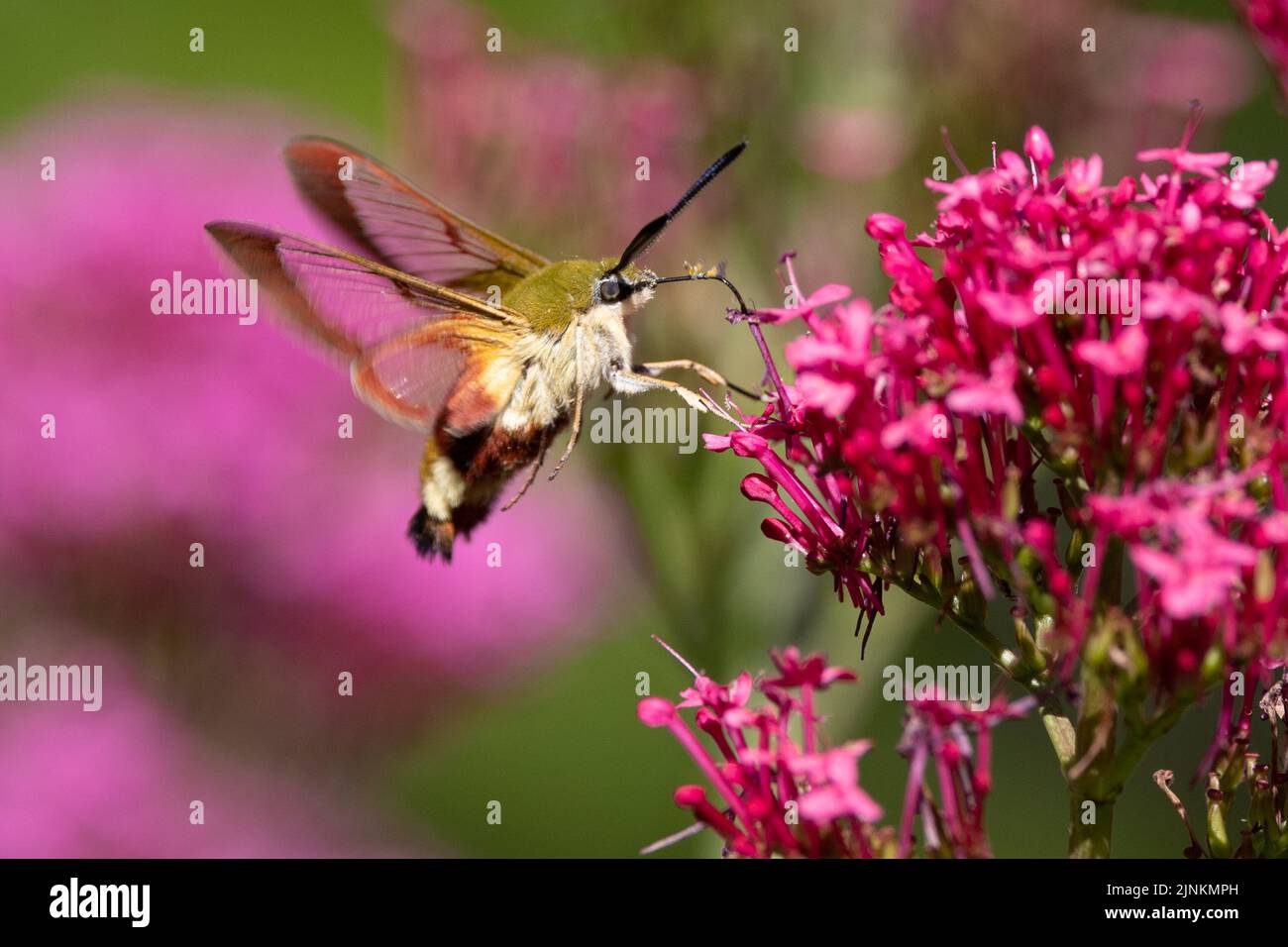A broad-bordered bee hawk-sphinx moth gathering pollen on a Red Valerian flower Stock Photo