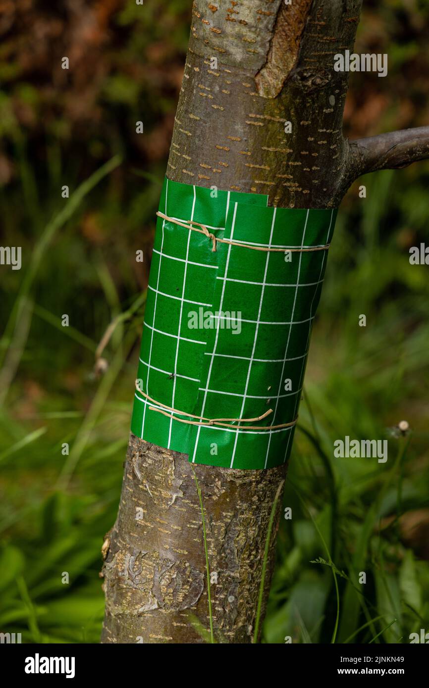 tree trunk, Grease band, trunks Stock Photo