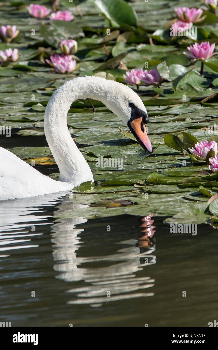 Portrait of a  swan swimming through the Lilly pads Stock Photo
