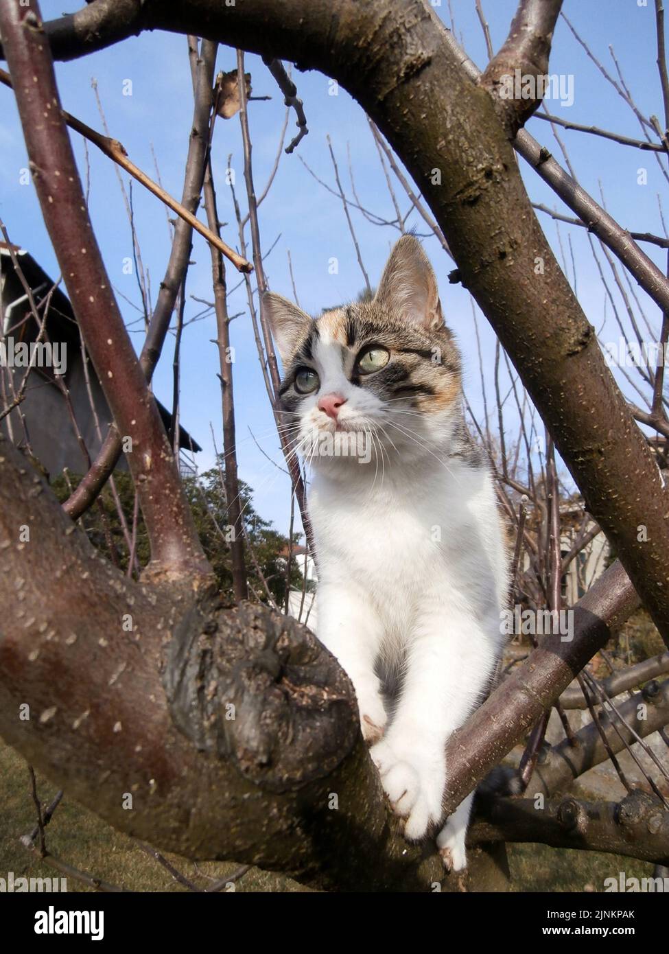 Gattino sull'albero Stock Photo