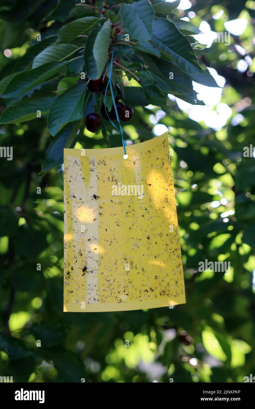 insect trap, insect traps Stock Photo Alamy