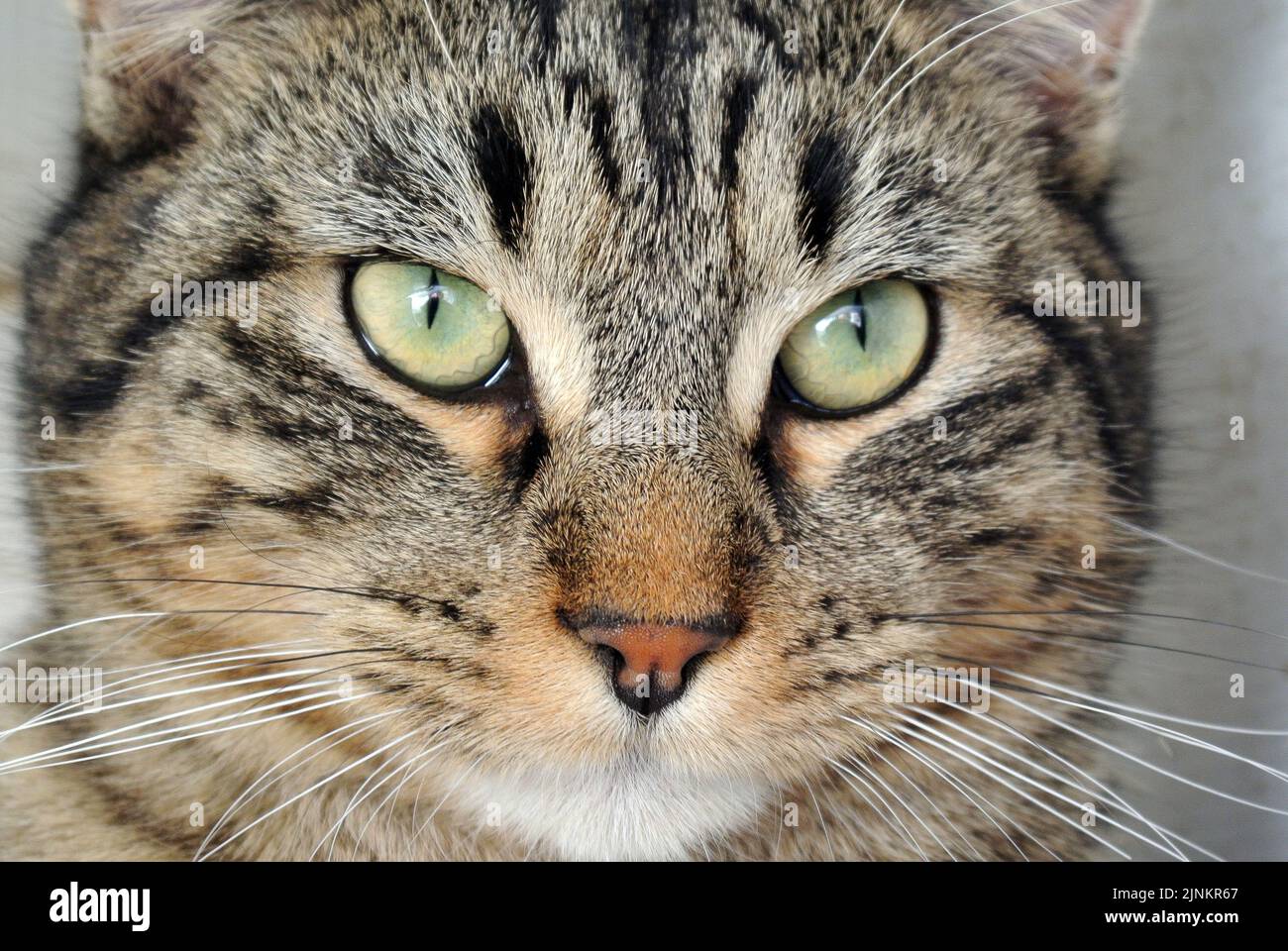 Primo piano gatto soriano Stock Photo