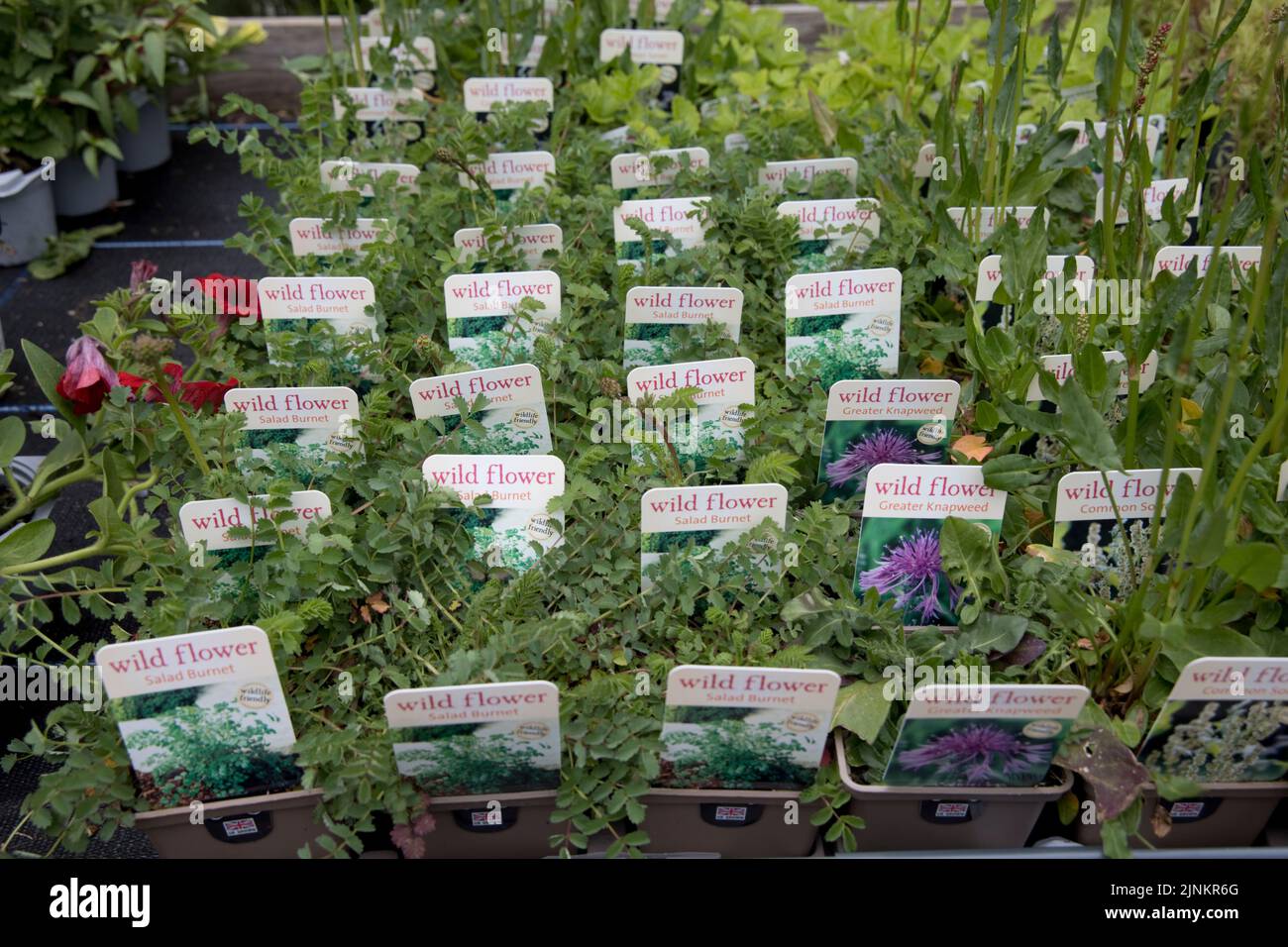 Artistic Rhs Wildflower Seeds Image Nature Artistic Rhs Wildflower Seeds Image Nature