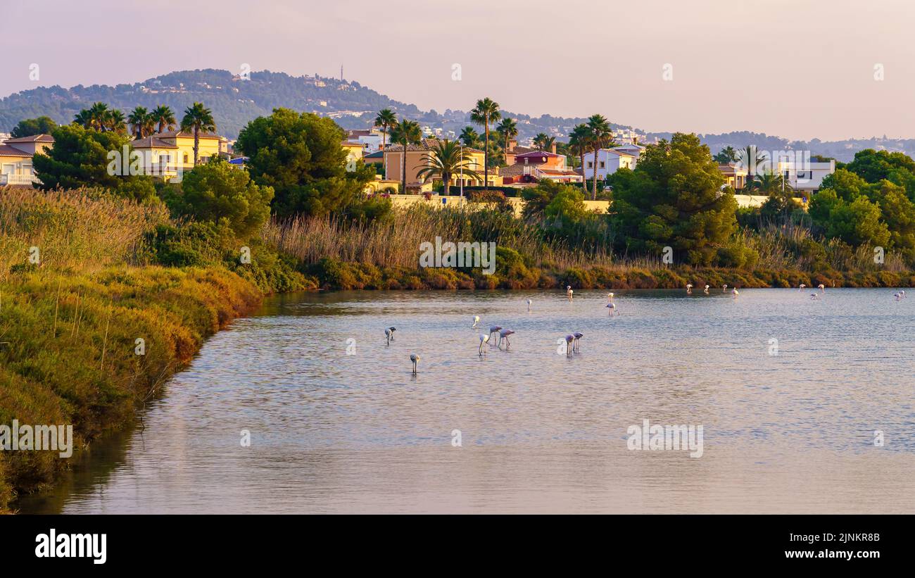 Lagoon with flamingos next to a holiday complex in Calpe Alicante Stock ...