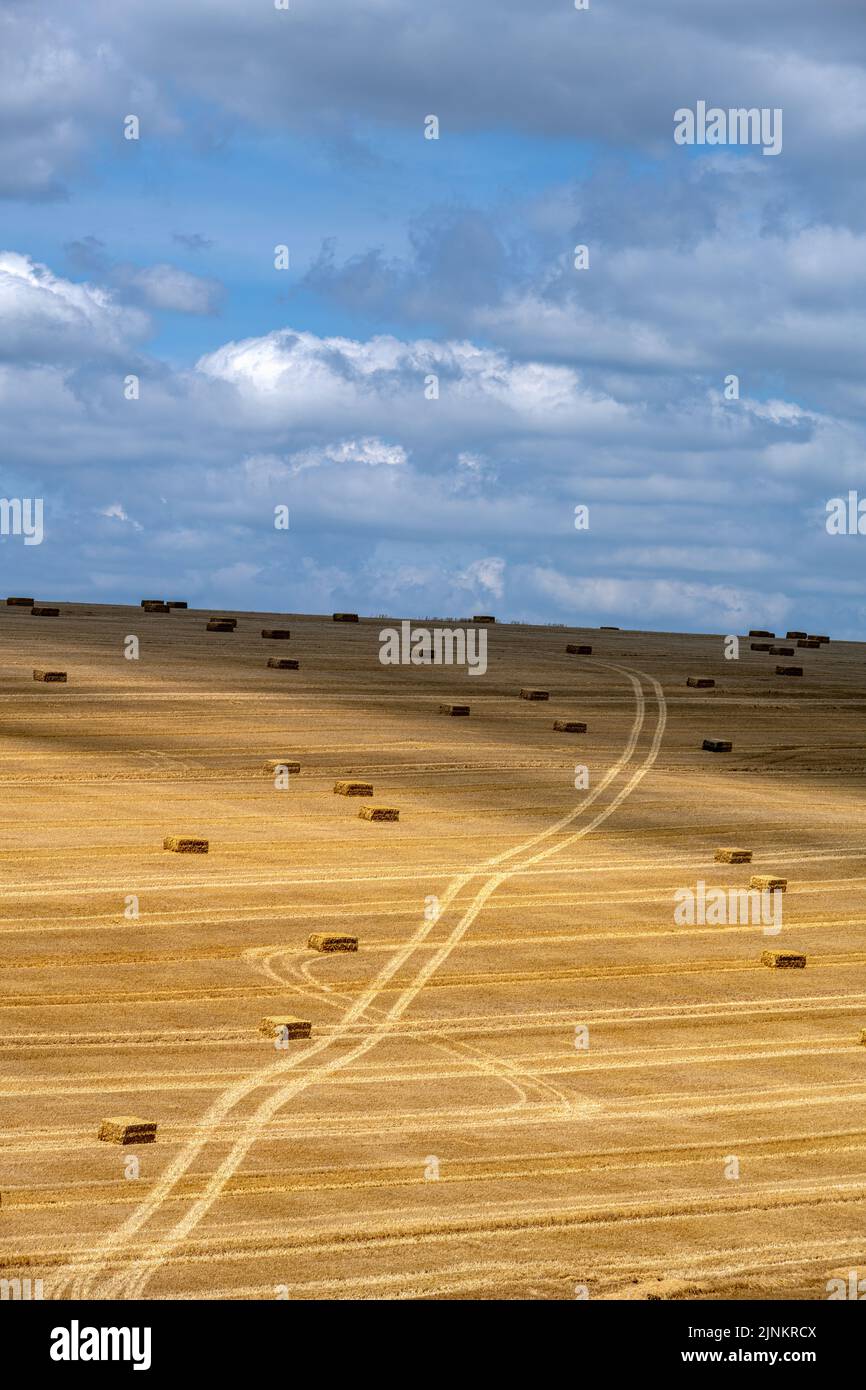 View of a cereal field with square straw bales in the South Downs