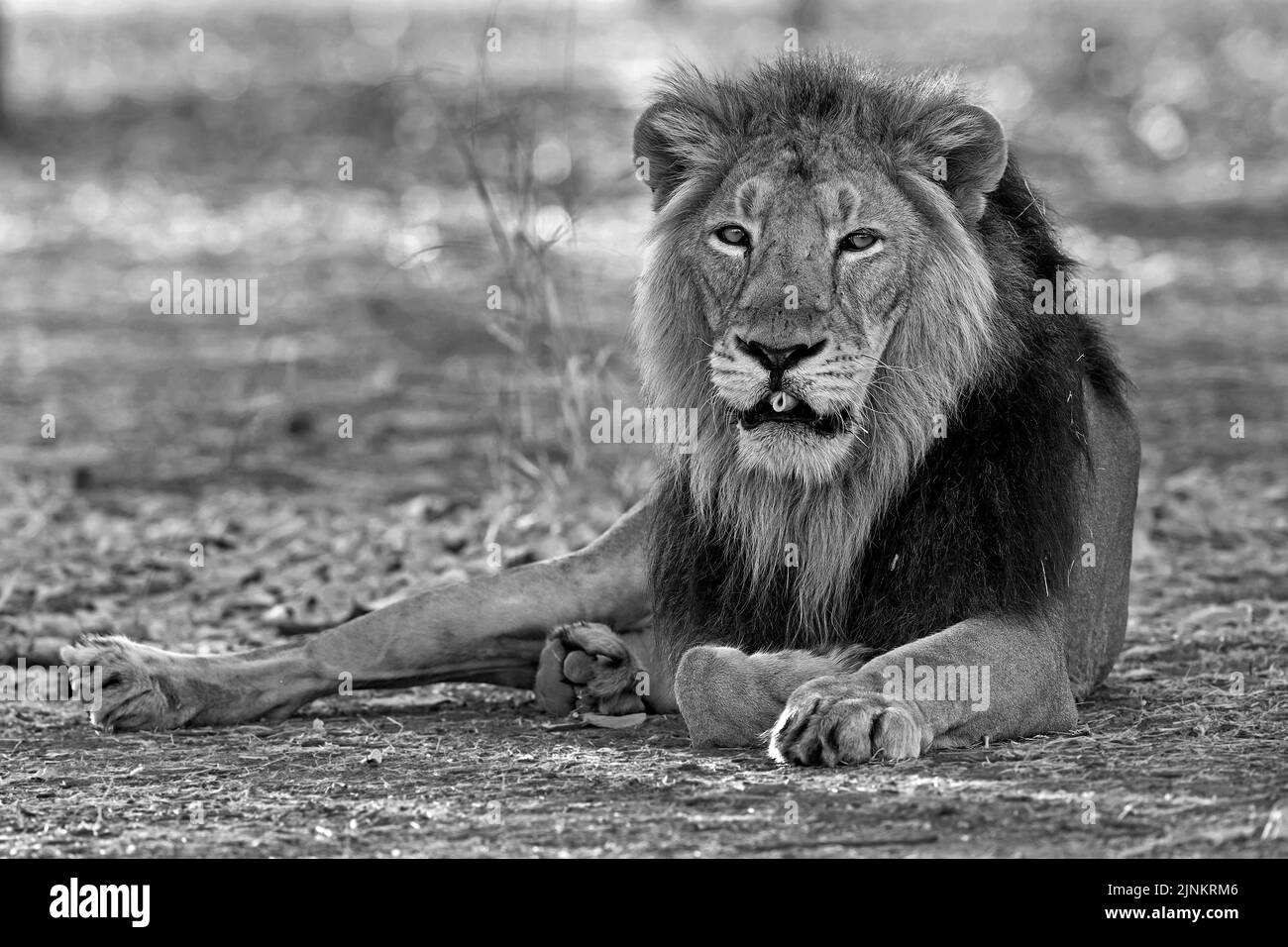 The image of Asiatic Lion (Panthera Leo) was atken in GIr National Park, Gujarat, India Stock Photo