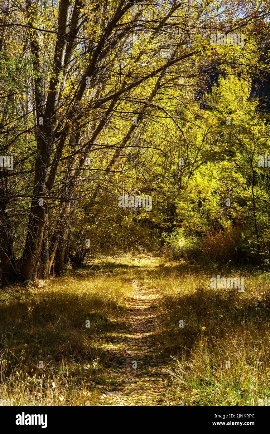 Leafy path through the forest trees on a lovely autumnal day. Stock Photo