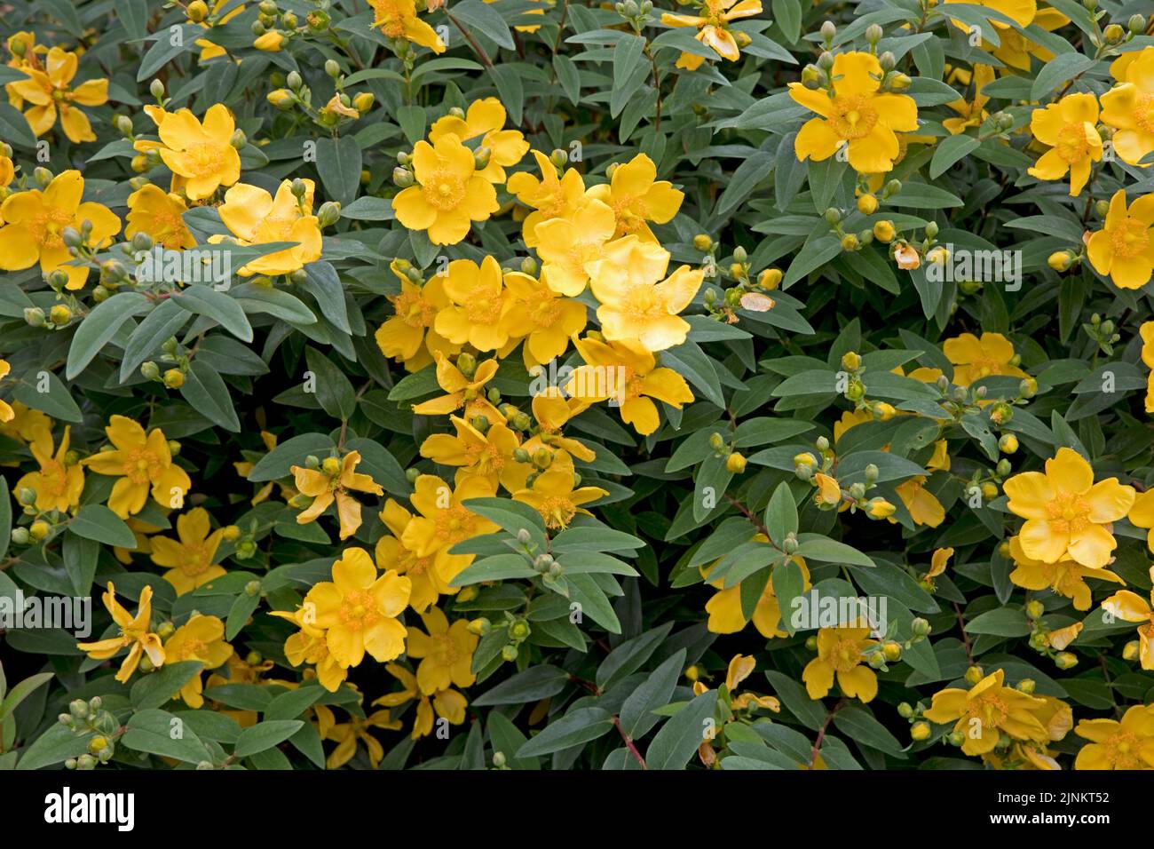 Yellow flowers of St John's Wort Hypericum perforatum is a flowering shrub native to Europe which has medical propoerties claiming to treat depression Stock Photo