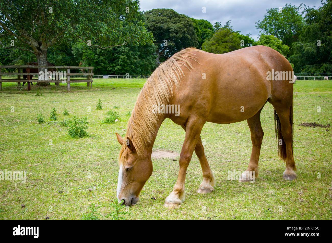 Horse farm in Blarney. Lime grove. Ireland, county Cork Stock Photo