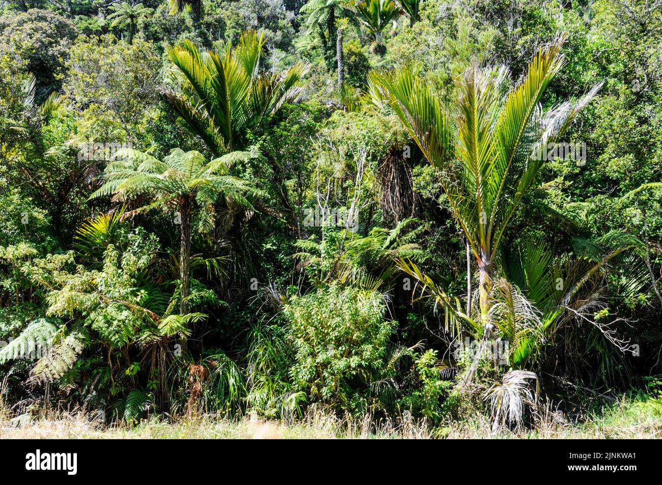 Ferns and thick vegetation beside the State Highway 6 on South Island
