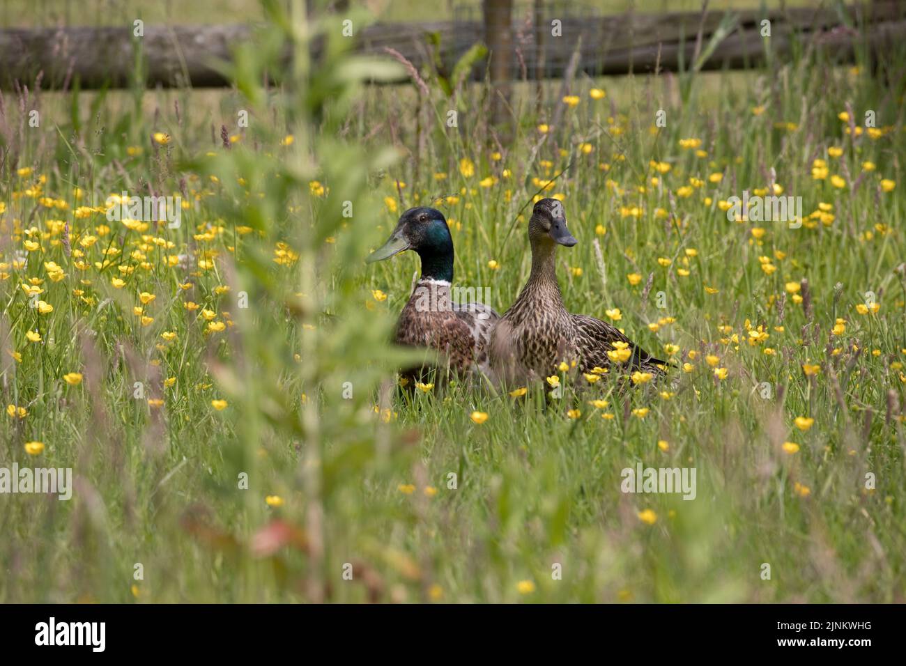 Male and female mallard Anas platyrhynchos standing on the edge of a pond in dense vegetation Cotswolds UK Stock Photo