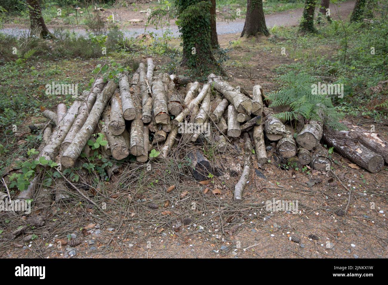 Log pile left as habitat for insects at RHS Garden Rosemoor North Devon ...