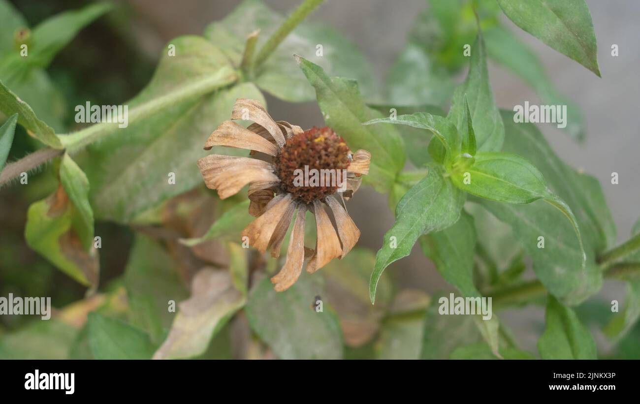 Colorful nature background hi-res stock photography and images - Alamy