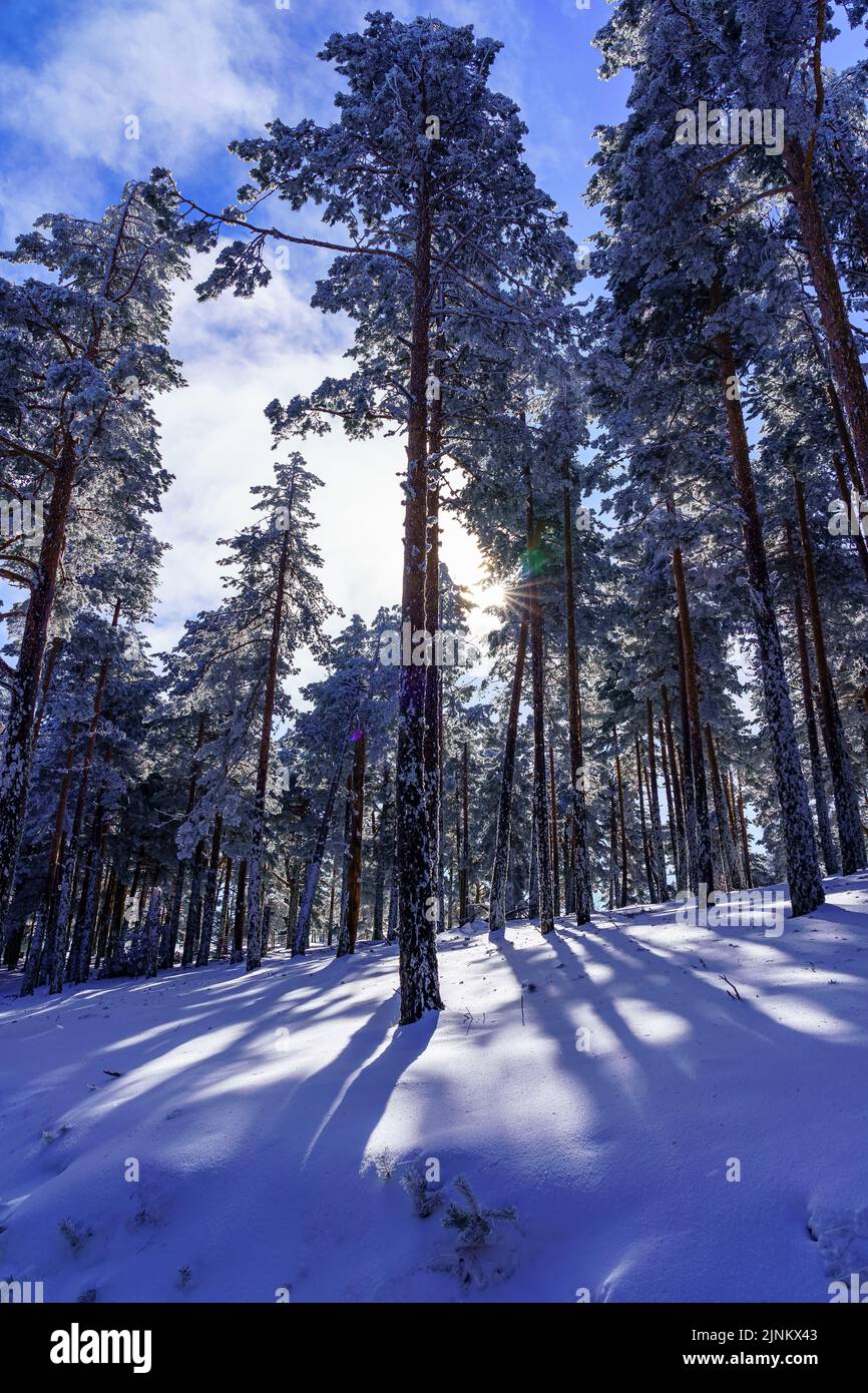 Tall snowy trees with sunlight streaming through the branches. Stock Photo