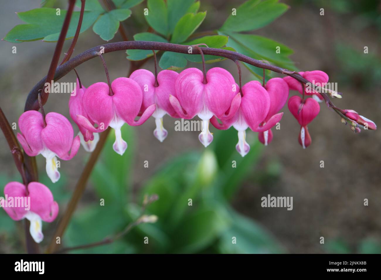 Pink Bleeding Hearts in the garden ,Bleeding Hearts with soft petals macro, pink spring flowers, beauty in nature, floral photography, macro photo Stock Photo
