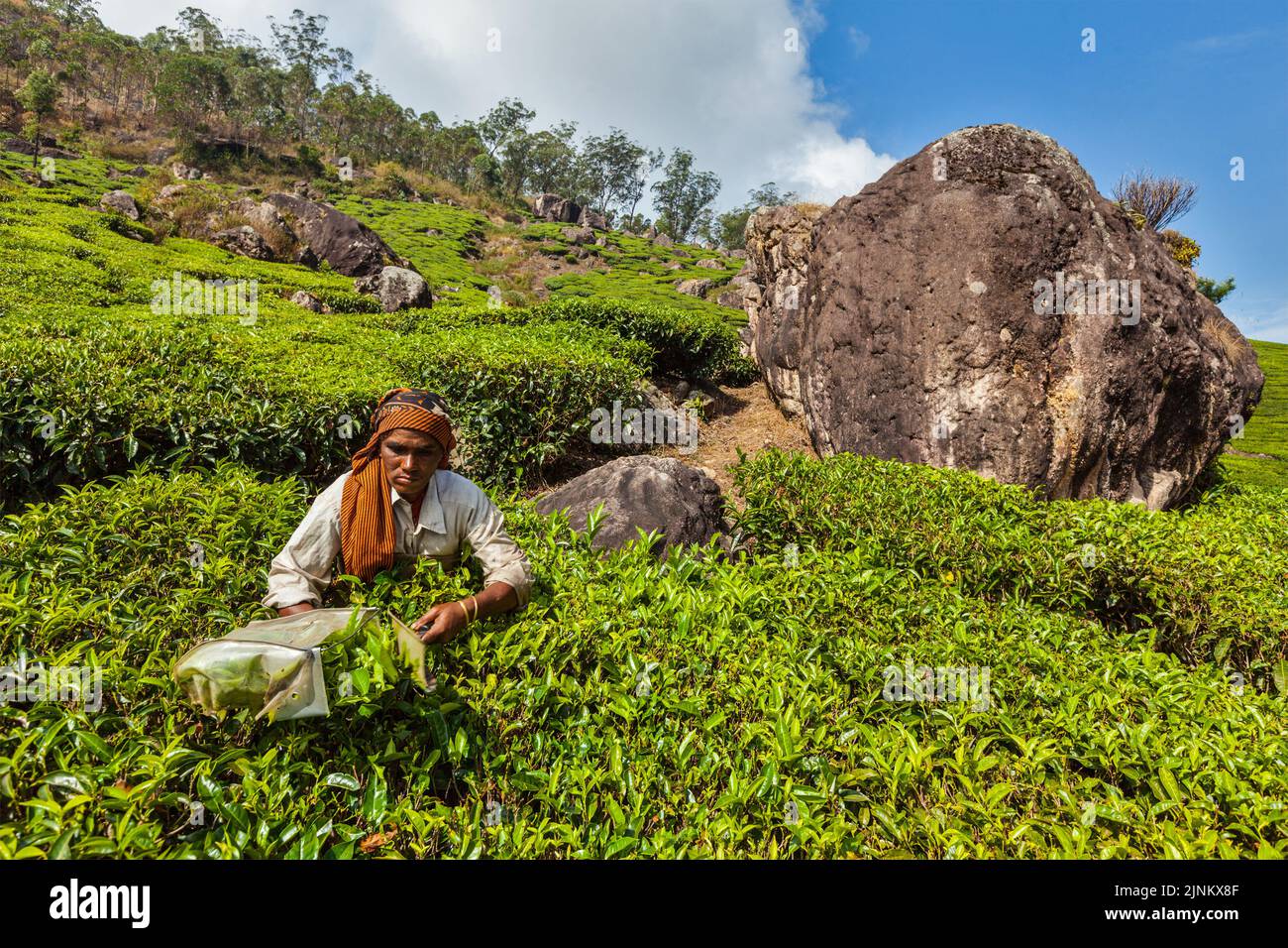 tea, tea plantation, harvesting, munnar, teas, tea crop, tea